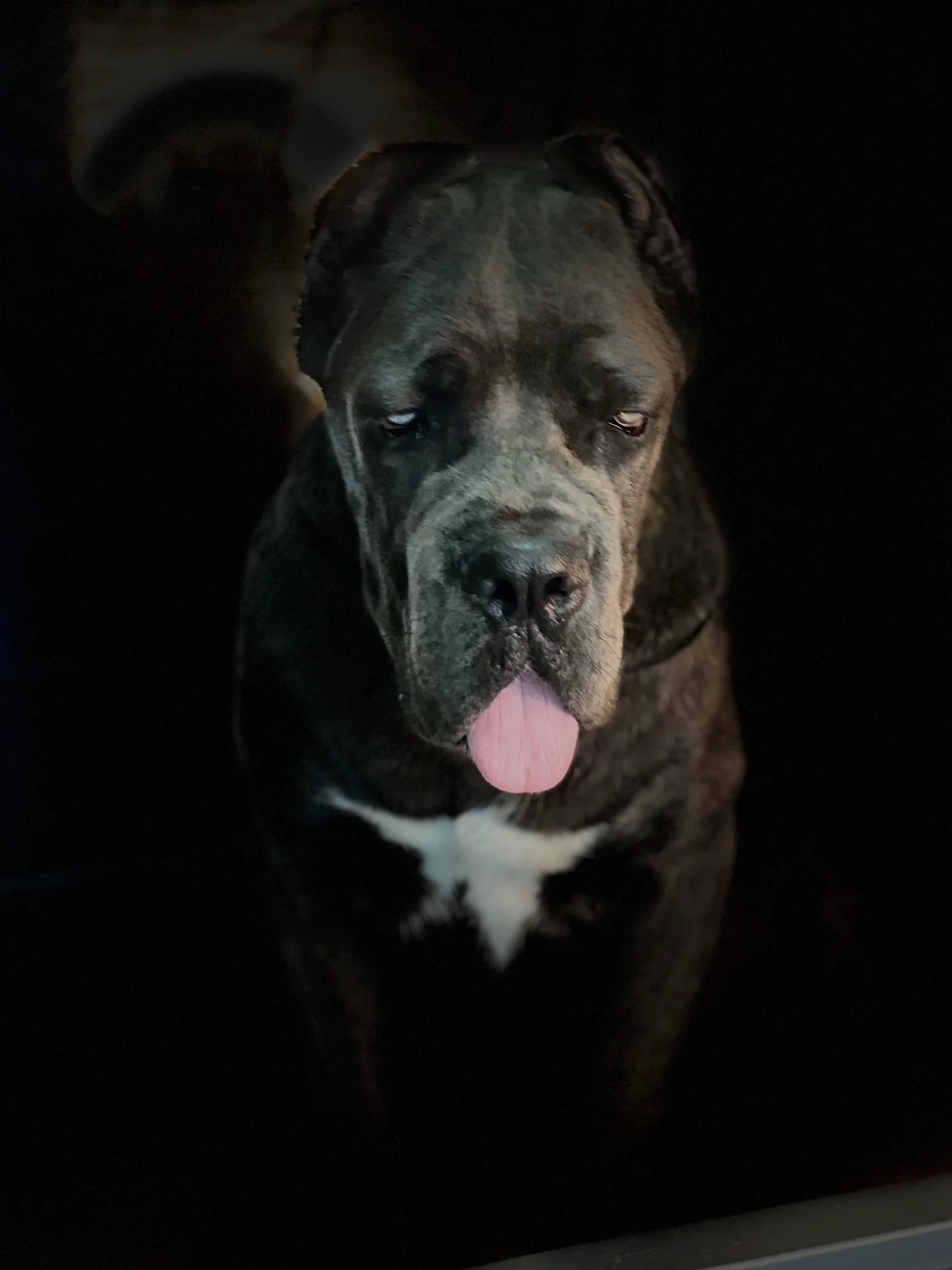 Crni cane corso Bingo u salonu GroomerAna