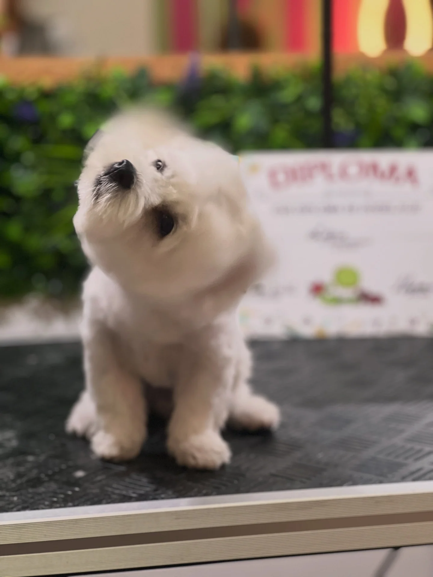 Mali beli Leo sa sređenom dlakom na stolu u salonu