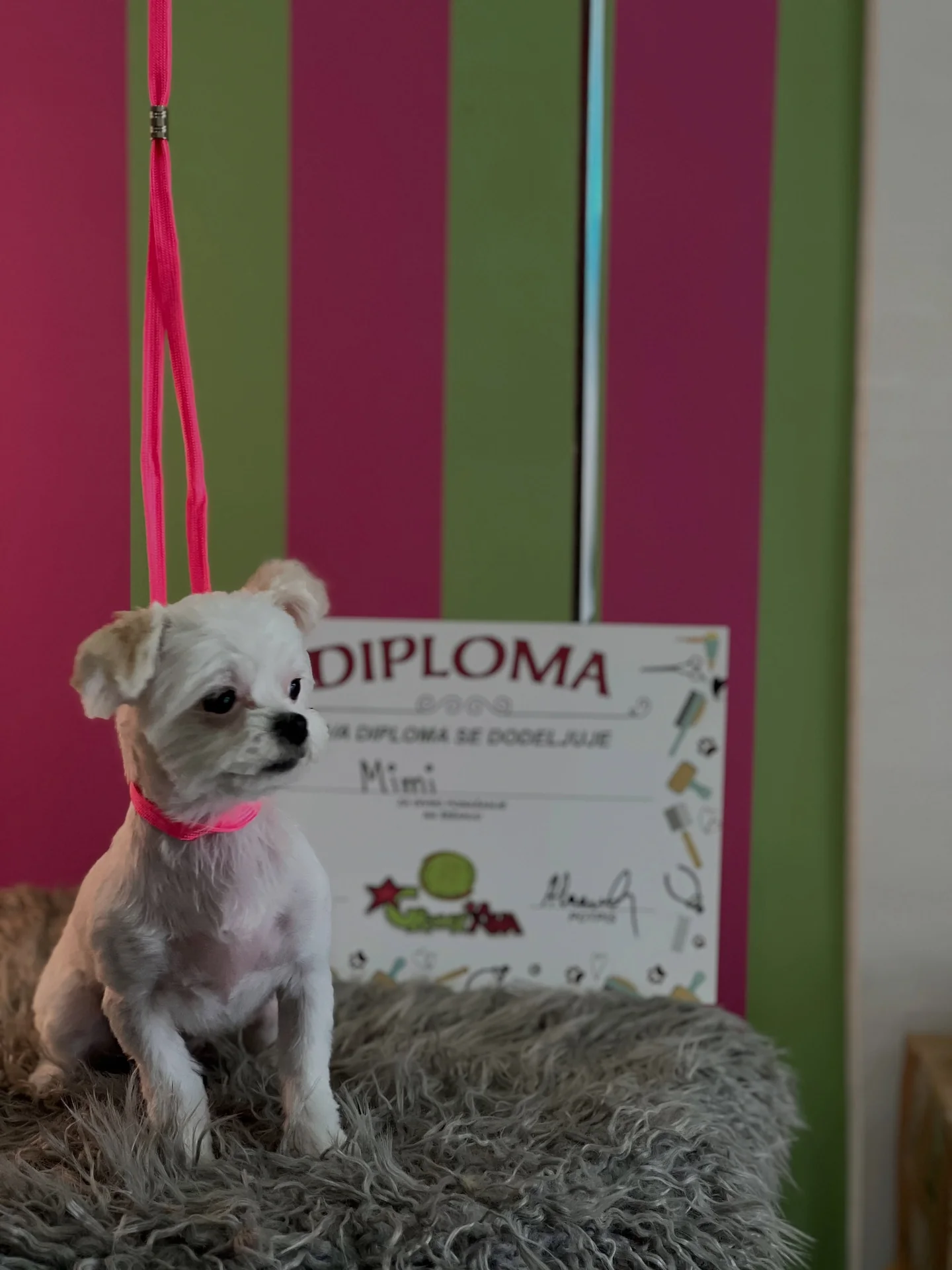 Mala svetla Mimi sa kratkom dlakom sedi na podlozi u salonu